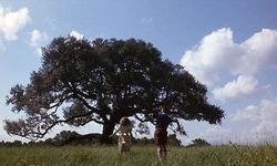 Movie image from Plantation de Plum Hill