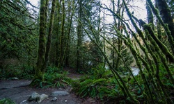 Real image from 30 Foot Pool  (Lynn Canyon Park)