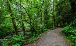 Real image from Bryne Creek Ravine Park