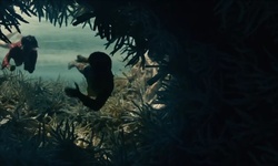 Movie image from Coral reef near the beach