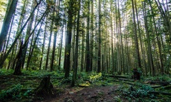 Real image from Lynn Canyon Park