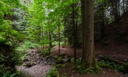 Real image from Parque Bryne Creek Ravine