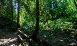 Real image from Ravine Trail  (Stanley Park)
