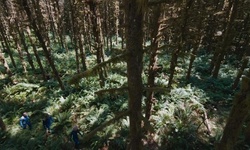 Movie image from Forest