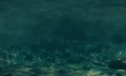 Movie image from Coral reef near the beach