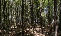 Real image from Caça pela floresta