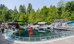 Real image from Vancouver Aquarium  (Stanley Park)