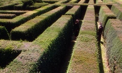 Movie image from Hallucinogen Hall (hedge maze)