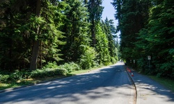 Real image from Pipeline Road (south segment)  (Stanley Park)
