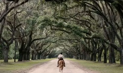 Movie image from Wormsloe Plantation - Oak lane