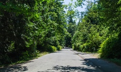 Real image from Pipeline Road (north segment)  (Stanley Park)