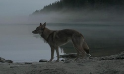 Movie image from Debris on Beach