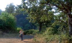 Movie image from Tree near School Avenue