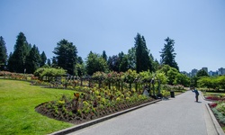 Real image from Pavilion Rose Garden  (Stanley Park)