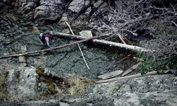 Movie image from Whytecliff Park