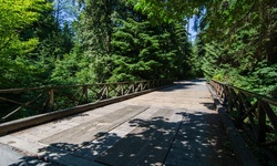 Real image from Pipeline Road Bridge  (Stanley Park)