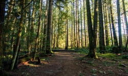 Real image from Lynn Canyon Park