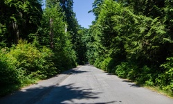 Real image from Pipeline Road (tramo norte) (Stanley Park)