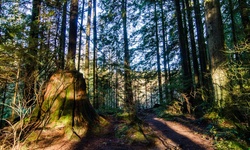 Real image from Lynn Canyon Park