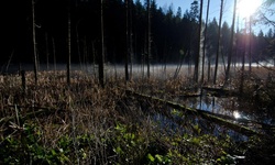 Real image from Woodhaven Swamp  (Belcarra Regional Park)