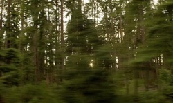 Movie image from Forest Road