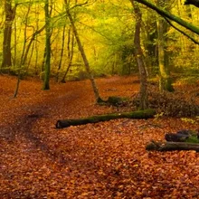 Бернем Бичес